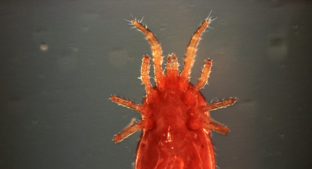 El Impacto del Ácaro Rojo en la Producción de Huevos