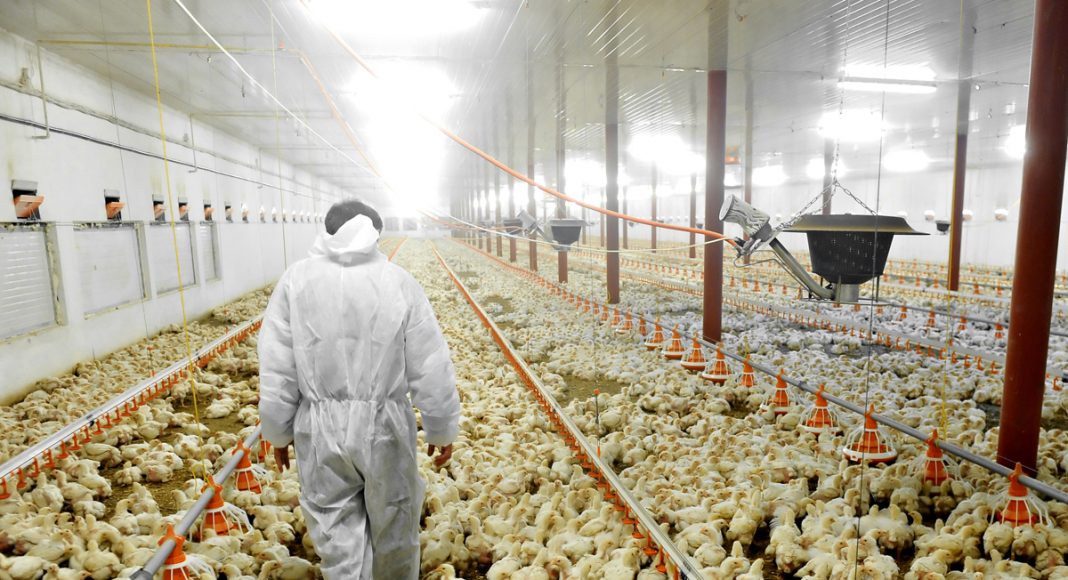 La Influencia de la Iluminación en Reproductoras de Pollos de Engorde