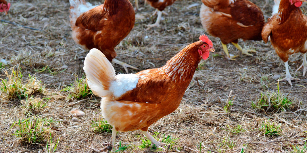 Niveles de producción en gallinas ponedoras BM Editores